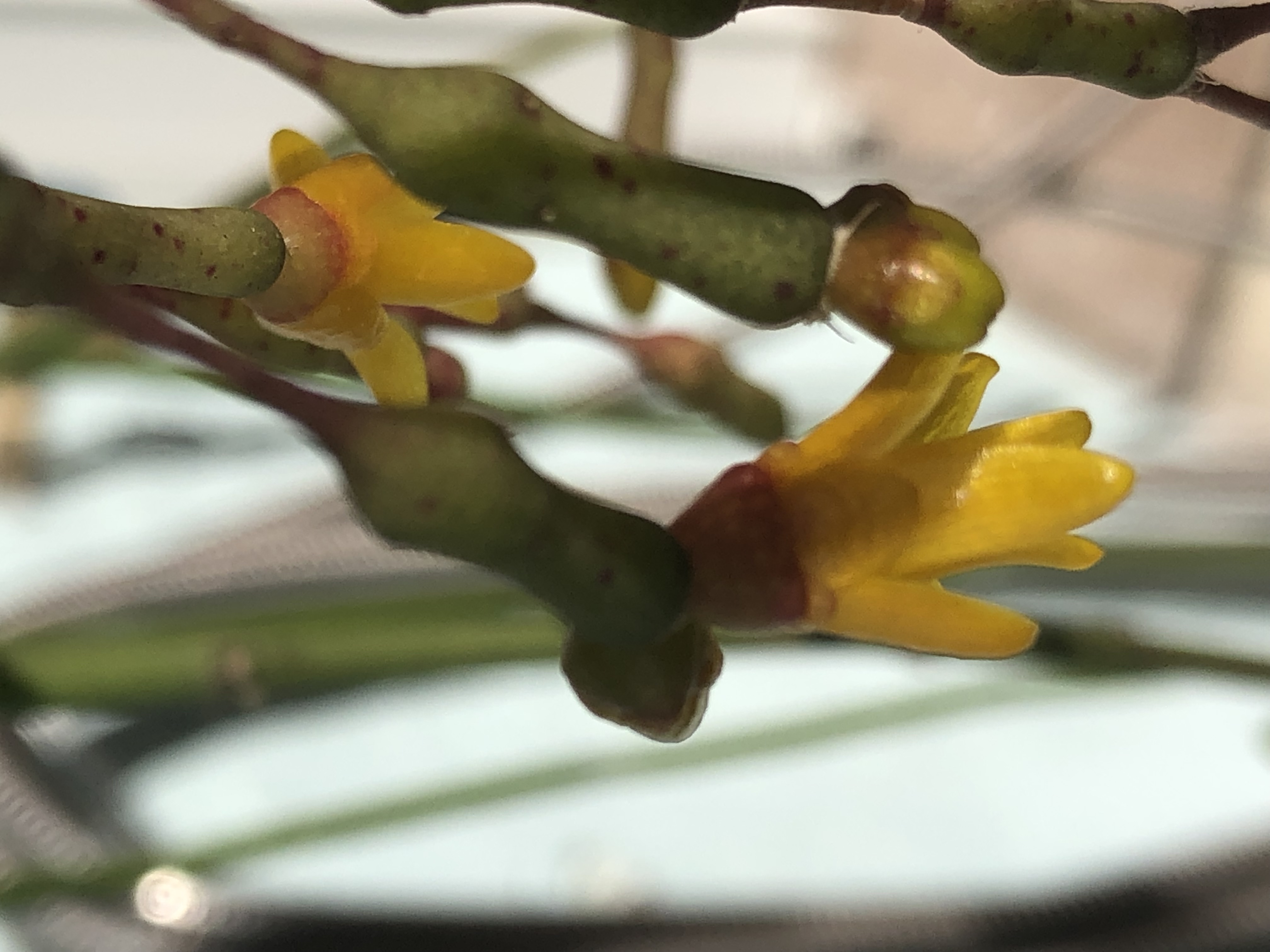 http://www.cloudjungle.com/cloudjungle/Cactaceae/Hatiora/hatiora salicornioides Flower.jpeg